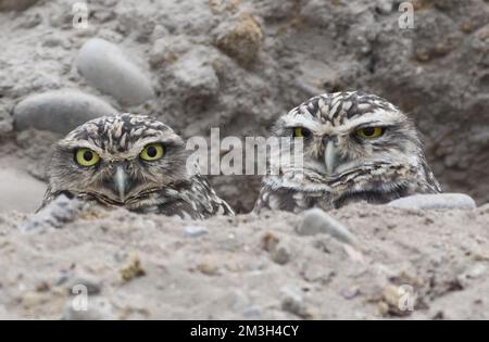 Ein Paar Eulen (Athen cunicularia) bestaunen die Welt vom Eingang zu ihrem Graben in sandigem Boden im Pantanos de Villa Wildlife Refu Stockfoto