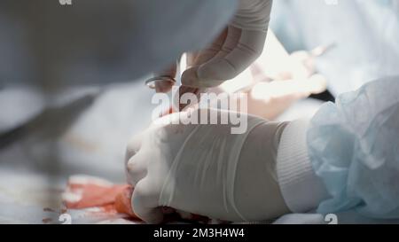 Chirurgische Eingriffe. Aktion . Junge Spezialisten, die chirurgische Operationen mit einer chirurgischen Pinzette durchführen, Blut und Organe, die zur Genesung geschnitten werden, sind sichtbar. Hallo Stockfoto