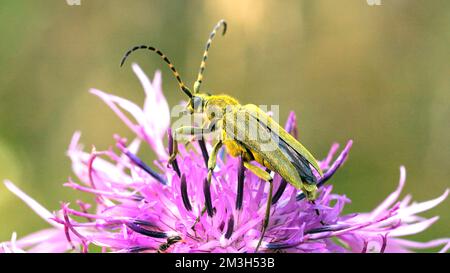 Eine üppige lila Blume. Kreativ. Eine flauschige Blume, auf der ein grüner, mustachioierter Käfer sitzt und seine Schnurrhaare wackelt. Hochwertige 4K-Aufnahmen Stockfoto