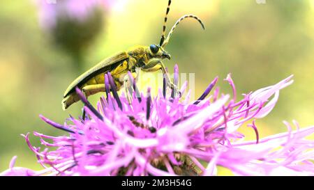 Eine üppige lila Blume. Kreativ. Eine flauschige Blume, auf der ein grüner, mustachioierter Käfer sitzt und seine Schnurrhaare wackelt. Hochwertige 4K-Aufnahmen Stockfoto