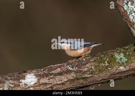 Nuthatch; Sitta europaea; On Log; Großbritannien Stockfoto