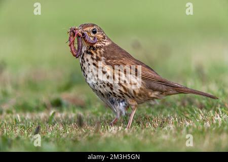 Song Thrush; Turdus philomelos; with Worms; UK Stockfoto