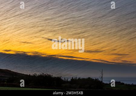 Starling Roost; Sturnus vulgaris; Cornwall; Großbritannien Stockfoto