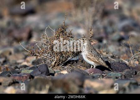 Thekla Lark (Galerida theklae), Marokko. Stockfoto