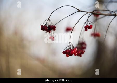 Ein selektiver Fokusschuss mit roten Beeren, die an einem Ast hängen Stockfoto