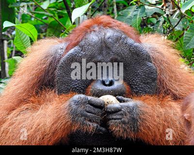 Männlicher Orang-Utan - Insel Borneo - Indonesien Stockfoto