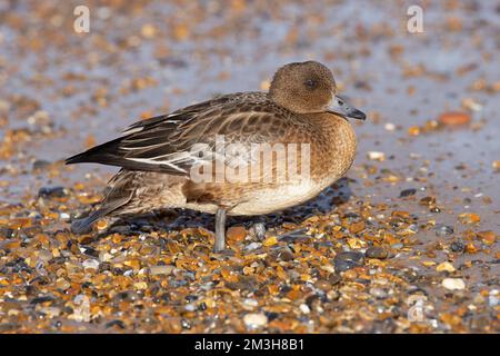 Eurasian Wigeon (Anas penelope) ein junger, schlecht oder müde Migrant kam gerade aus dem Kontinent und ruhte sich am Kiesstrand Norfolk UK GB Oktober 2022 aus Stockfoto