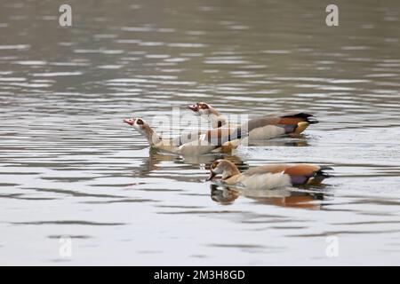 Ägyptische Gans (Alopochen aegyptiacus) Herde von drei schwimmenden Norfolk GB GB November 2022 Stockfoto