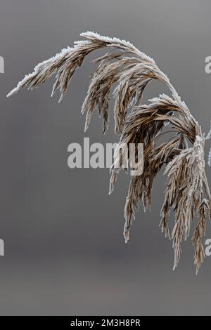 Common Reed (Phragmites australis) Whitlingham CP Norfolk UK GB Dezember 2022 Stockfoto