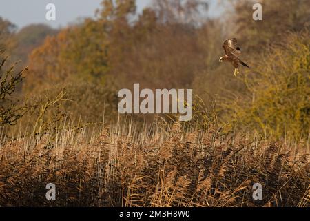 Marsh Harrier (Circus aeruginosus), weibliche Jagd auf Schilf, Norfolk GB, Großbritannien, November 2022 Stockfoto