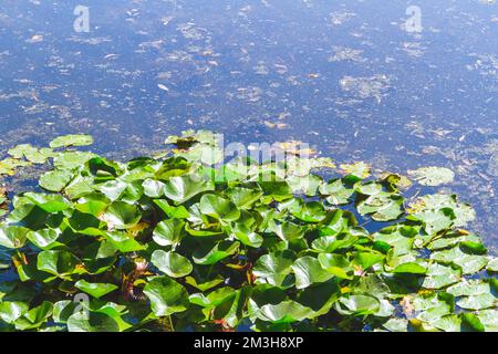 Alter Teich mit Seerosen und Hornkraut überwuchert. Ruhiges Rückwasser, heller, sonniger Morgen. Stockfoto