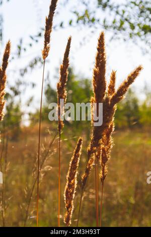 Herbstblumen im minimalistischen Stil. Herbstliche Natur. Sonniges Wetter im Herbst... Stockfoto