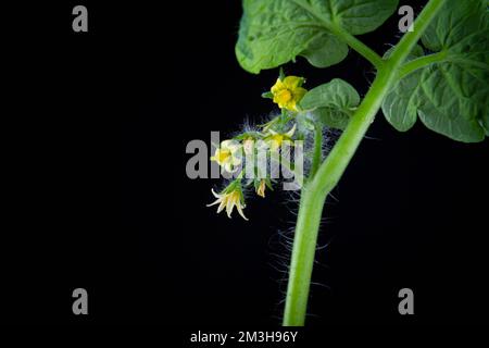 Blüte und Frucht von Tomaten. Grüner Tomatenbüsch auf schwarzem Hintergrund. Stockfoto