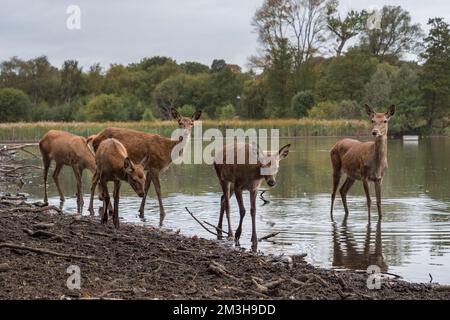 Rote Hirsche starren auf die Kamera am Rand von Pen Ponds, Richmond Park, Großbritannien. Stockfoto