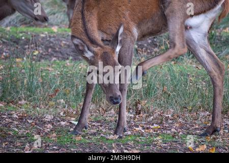 Nahaufnahme eines roten Hirschrückens am Rand von Pen Ponds, Richmond Park, Großbritannien. Stockfoto