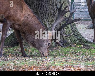 Nahaufnahme eines Rotwild-Hirsches, der am Rande von Pen Ponds, Richmond Park, Großbritannien, gefressen wird. Stockfoto