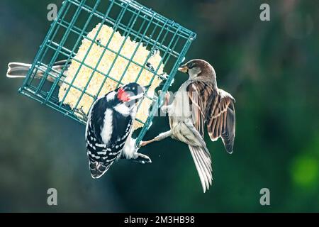 Małe kleiner Specht und Hausspatz auf Zuckerspeise Stockfoto