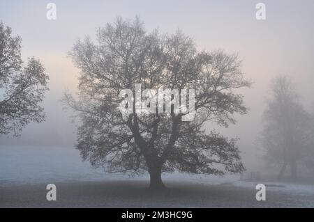 Eiche im eiskalten Morgennebel, Cheshire Stockfoto