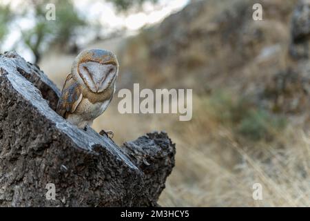 Tyto alba oder Scheuneneule ist eine Vogelart der Stachelschweine, die zur Familie der Tytonidae gehört. Stockfoto