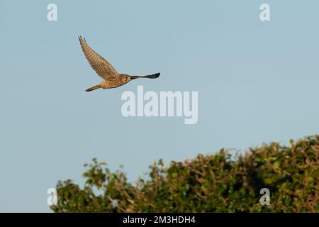 Weiblicher Kestrel-Falco tinnunculus im Flug. Stockfoto