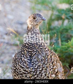 Verrußtes Grouse thront auf Seite der Straße Stockfoto