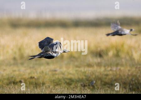 Waaierhoen, größere Sage-Grouse Stockfoto