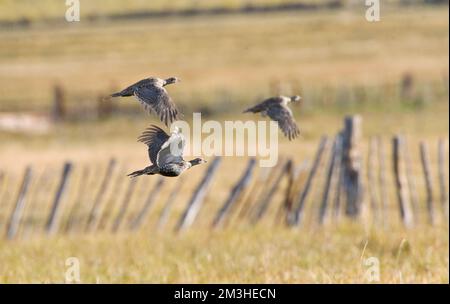 Waaierhoen, größere Sage-Grouse Stockfoto