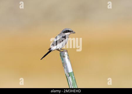 Amerikaanse Klapekster zittend; Unechte Shrike gehockt Stockfoto