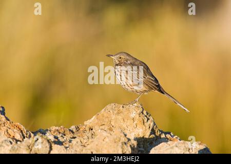 Bergspotlijster; Salbei Thrasher Stockfoto