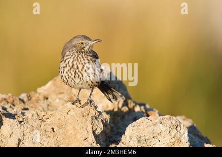 Bergspotlijster; Salbei Thrasher Stockfoto