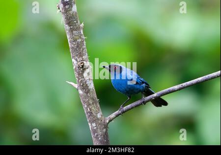 Flowerpiercer Mascurberghoningkruiper, maskiert, Diglossa cyanea Stockfoto