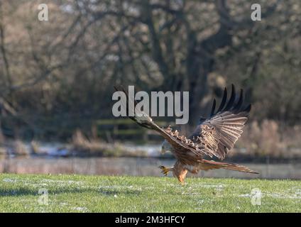 Ein spektakulärer Roter Drachen ( Milvus milvus ) in Aktion . Die Kill-Klauen sind ausgestreckt. Vor einem Waldhintergrund gemacht, Suffolk, Großbritannien Stockfoto