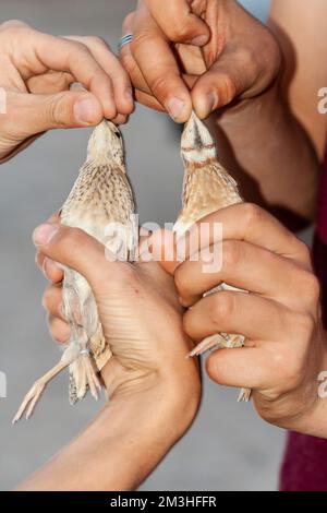 Männliche und weibliche Gemeinsame Wachtel (Coturnix coturnix) bei Eilat birding klingeln Zentrum gefangen (IBRCE). Shwoing differen Kehle Muster. Stockfoto