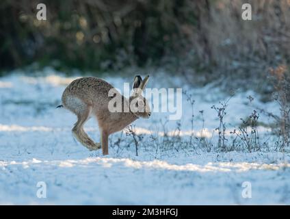 Ein wilder Braunhaar ( Lepus europaeus) im Winter. Durch eine verschneite Landschaft. Suffolk, Großbritannien. Stockfoto