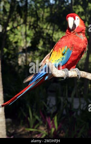 Ein Ara liegt auf dem Baumstamm/der Eyepix Group (Kreditbild: © Francisco Morales/Eyepix via ZUMA Press Wire) Stockfoto