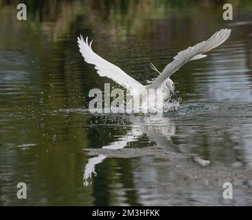 Ein kleiner Egret (Egretta garzetta), der sich mit einem Spritzer in den See sprang und einen Fisch in seinem Schnabel fing. Rutland, Großbritannien Stockfoto