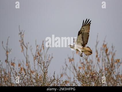 Ein Action-Shot eines Fischadlers (Pandion haliaetus) im Flug, mit ausgestanzten Flügeln mit Federdetails. Rutland, Großbritannien Stockfoto