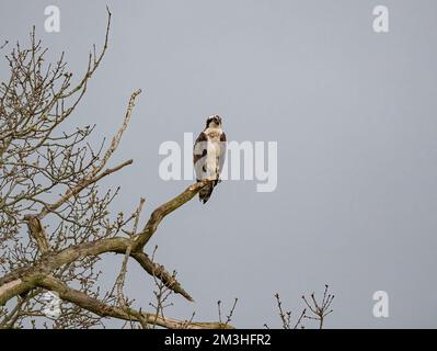 Ein Foto eines Fischadlers (Pandion haliaetus), der in einem toten Baum hoch oben steht. Bereit und konzentriert auf die Aufgabe vor dem Fang eines Fischs . Rutland UK Stockfoto