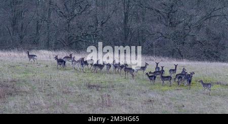 Eine große Herde von Damwild (Dama dama) sammelt sich auf stillgelegten Flächen neben einem uralten Waldgebiet. Suffolk, Großbritannien Stockfoto