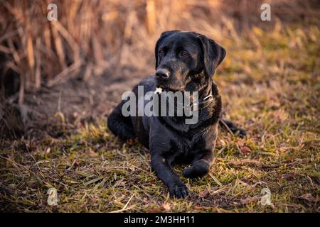 Ein Jagdhund, der am See liegt Stockfoto