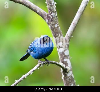 Flowerpiercer Mascurberghoningkruiper, maskiert, Diglossa cyanea Stockfoto