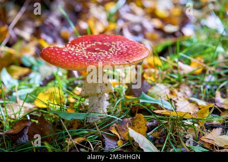 Roter Amanita Muscaria-Pilz auf einem Rasen. Ein roter Amanita Muscaria-Pilz, der im Gras wächst. Stockfoto