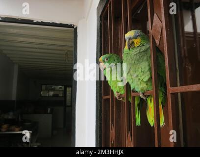 Oranjevleugelamazone paar als im Restaurant Kolumbien huisdier; Orange - winged Amazon als Haustier gehalten Stockfoto