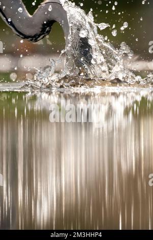 Blauwe Reiger duikend in Wasser; Graureiher Tauchen in Wasser Stockfoto