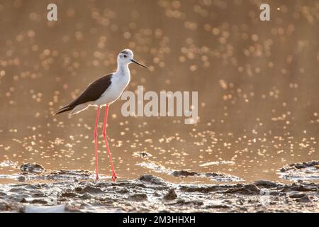 Schwarz - geflügelte Stelzenläufer (Himantopus himantopus) im Skala Kalloni Salinen, auf der Insel Lesbos, Griechenland Stockfoto