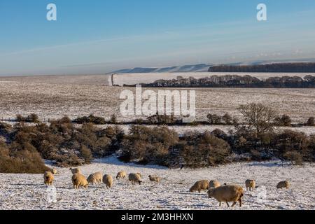 Sheep on Ditchling Beacon in den South Downs an einem sonnigen Dezember-Tag mit Schnee auf dem Boden Stockfoto