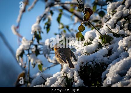 Ein Robin auf einem schneebedeckten Baum in einem Sussex-Garten, mit einer geringen Feldtiefe Stockfoto