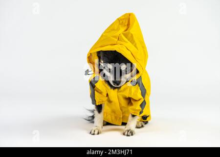 Eine Nahaufnahme eines chihuahua-Hundes in einer gelben Regenjacke auf weißem Hintergrund Stockfoto