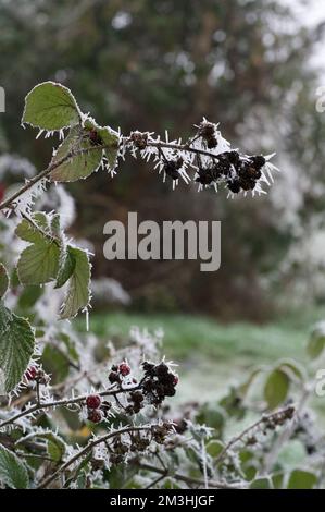 Eine eisige Bromblase: brombeerbusch (Rubus fruticosus) mit Blättern und Beeren, die von scharfem, weißem Eiszapfen eines schweren Winterfrosts bedeckt sind Stockfoto