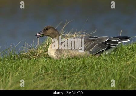 Pink-footed Goose unreif; Kleine Rietgans onvolwassen Stockfoto